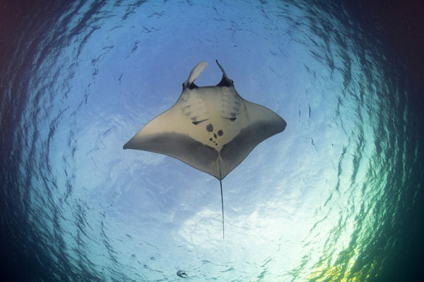 Oceanic Manta Ray