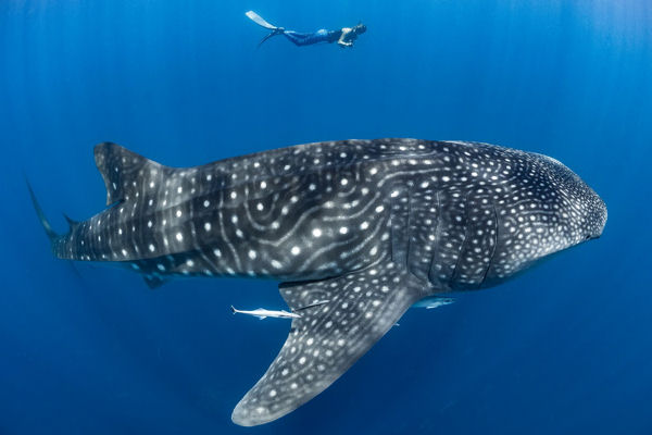 Whale Shark