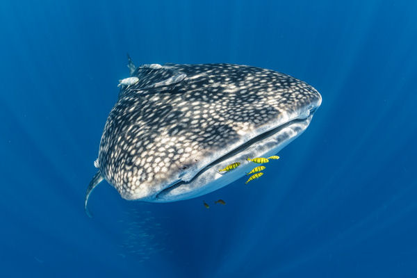 Whale Shark