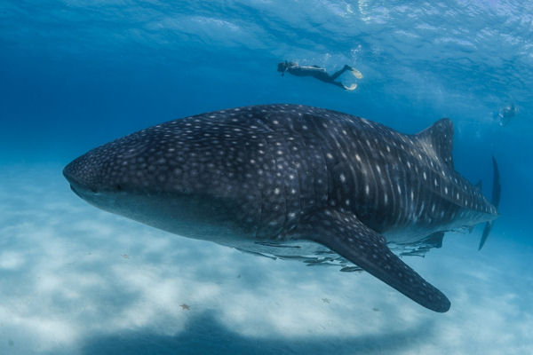 Whale Shark