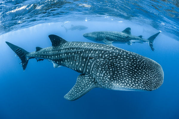 Whale Shark