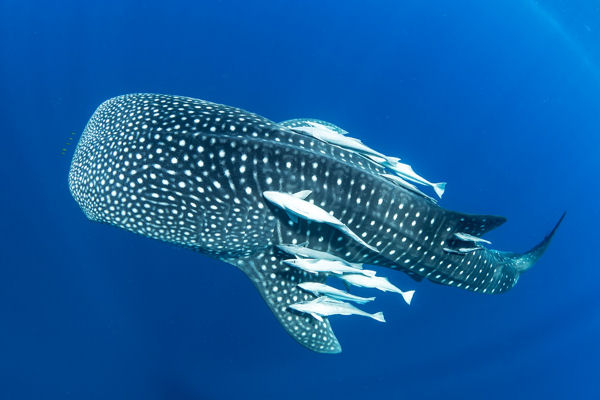 Whale Shark