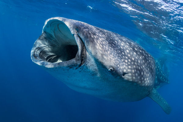 Whale Shark