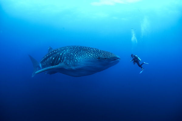 Whale Shark