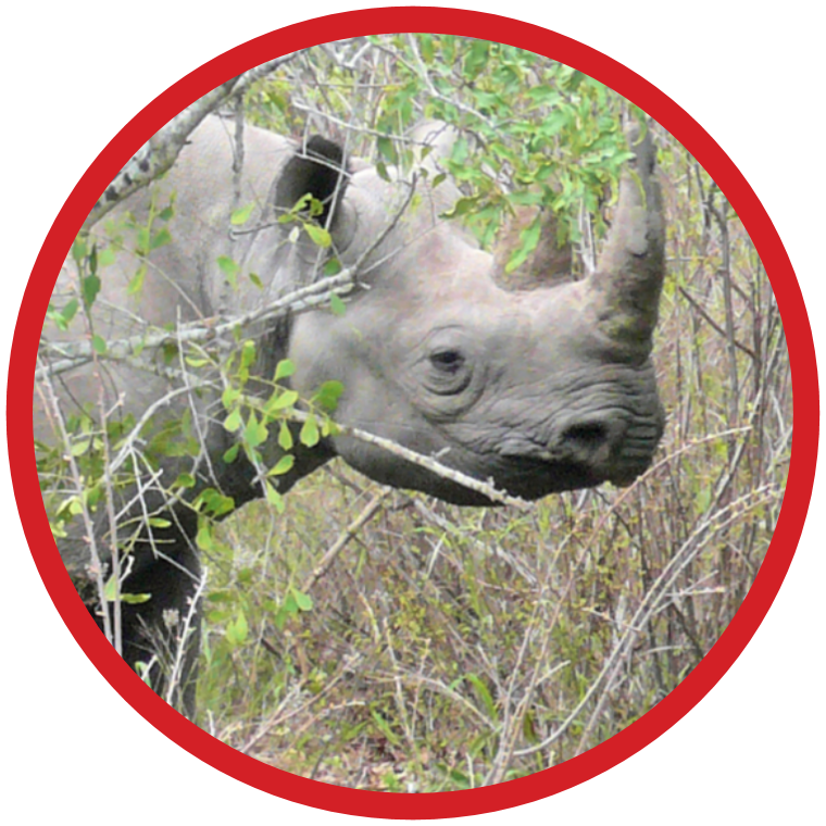 Black Rhino