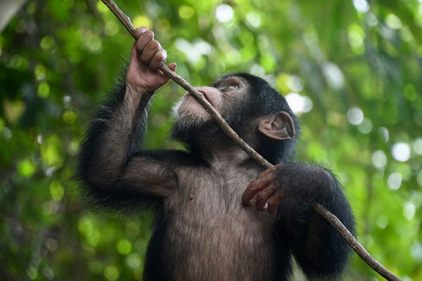 Chimpanzee