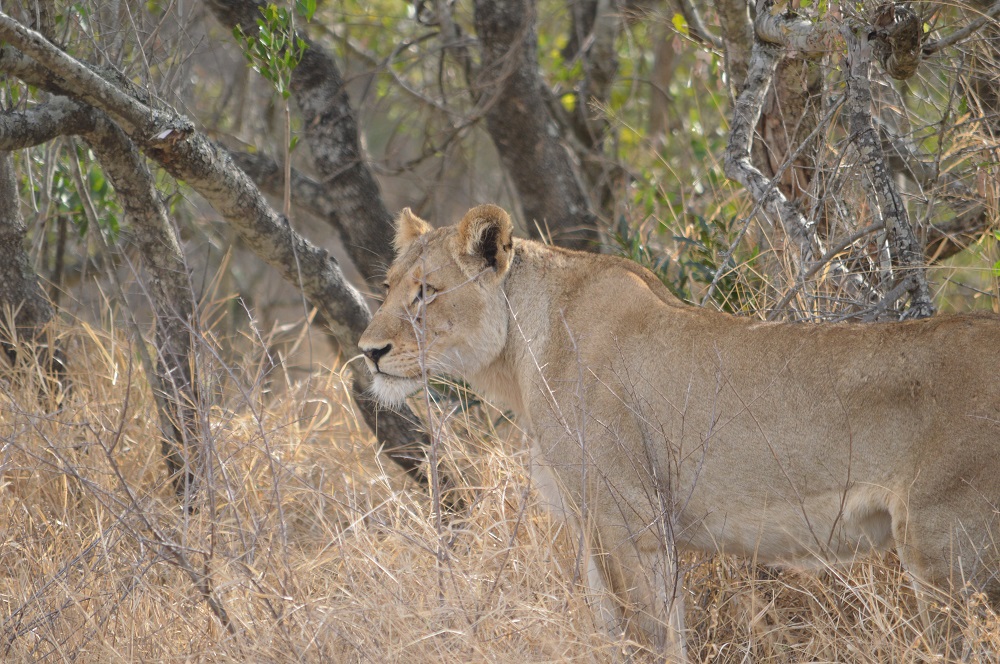 African Lion