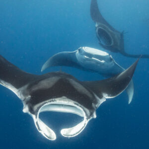 Oceanic Manta Ray