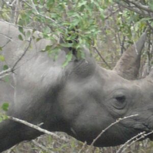African Black Rhino