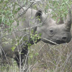 African Black Rhino