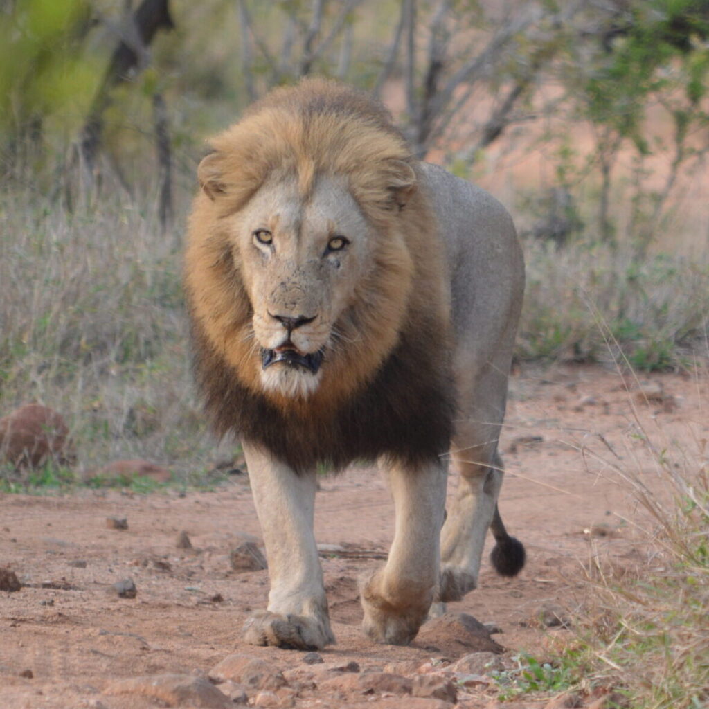 African Lion