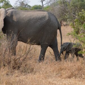 African Savanna Elephant