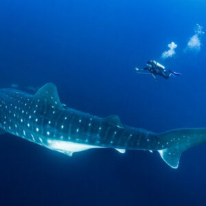 Whale Shark