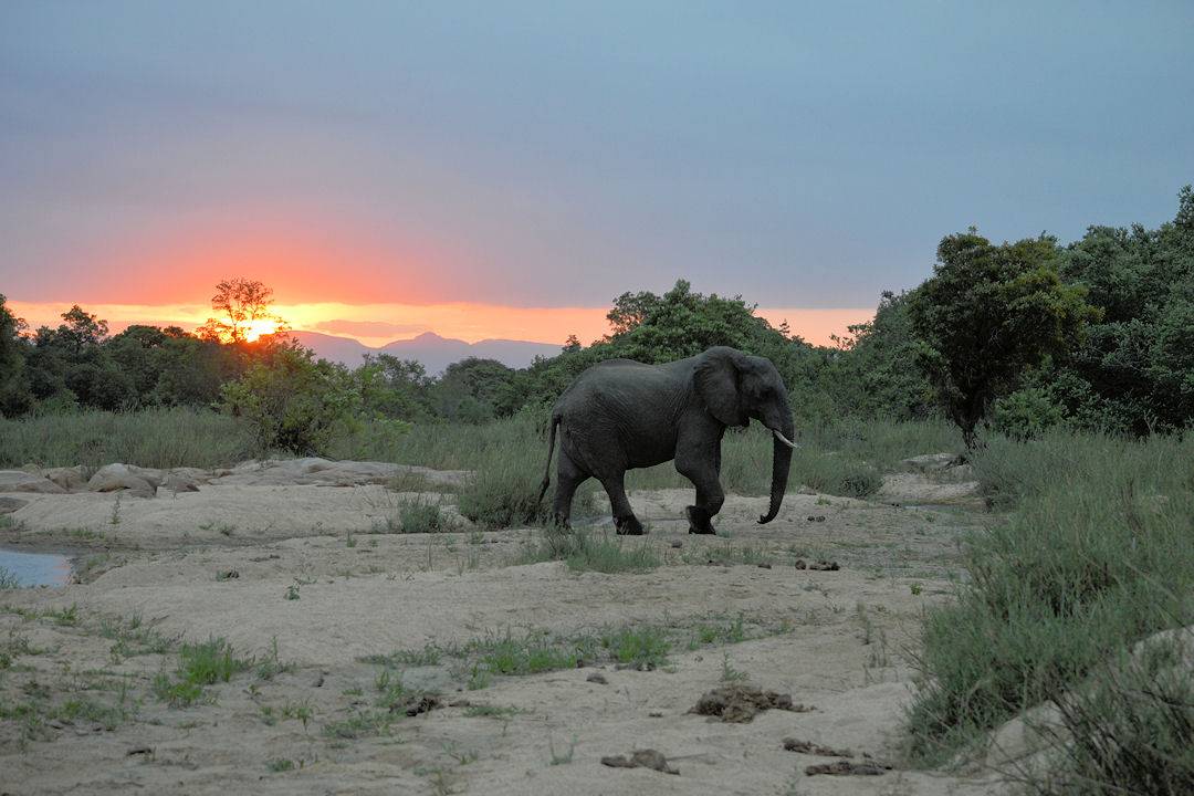 African Savanna Elephant